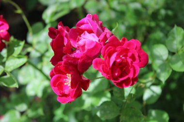 Pembe minik güller açar