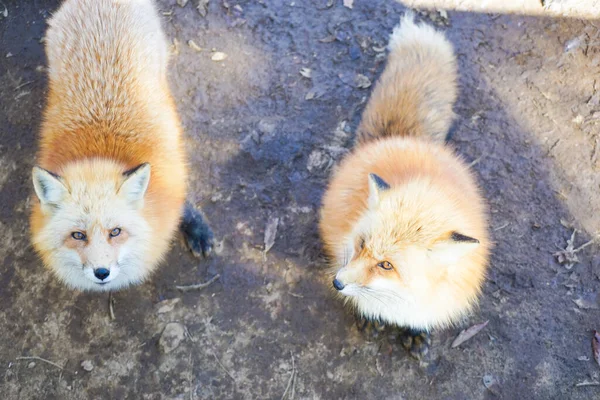 cute foxes at Fox Village, Japan