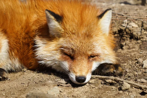 cute foxes at Fox Village, Japan