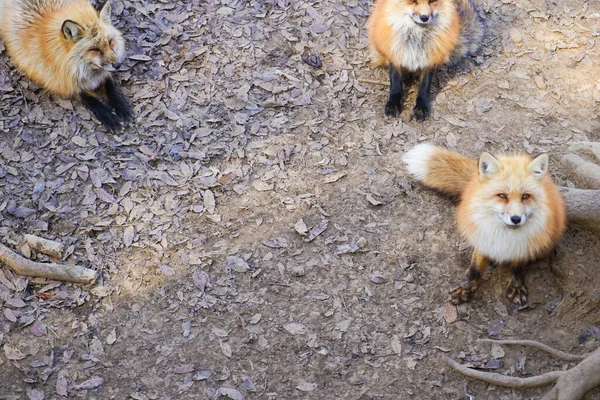 cute foxes at Fox Village, Japan