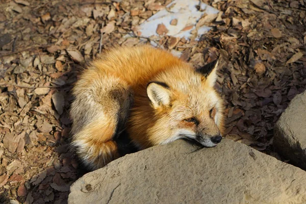 cute foxes at Fox Village, Japan