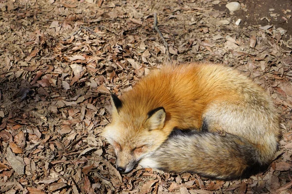 cute foxes at Fox Village, Japan