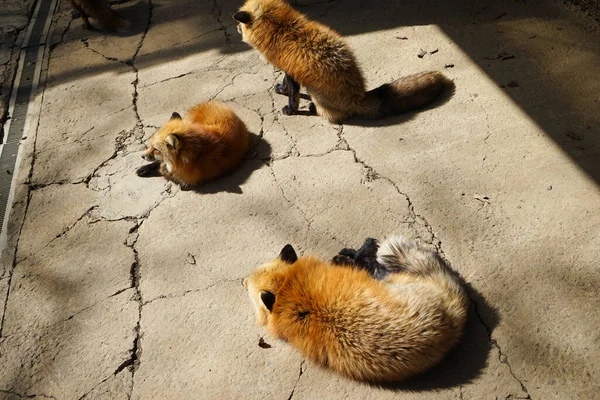 cute foxes at Fox Village, Japan