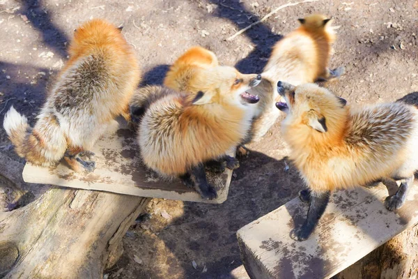 cute foxes at Fox Village, Japan
