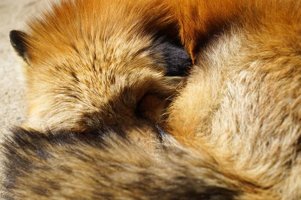 cute foxes at Fox Village, Japan