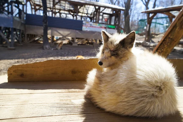 cute foxes at Fox Village, Japan