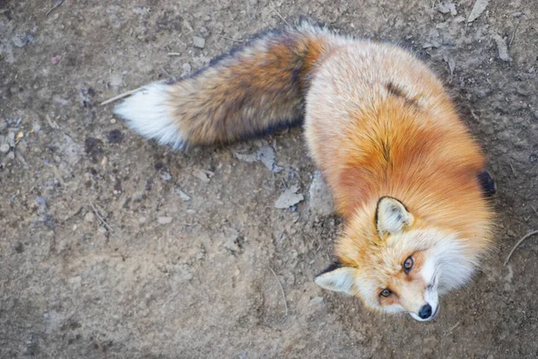 cute foxes at Fox Village, Japan