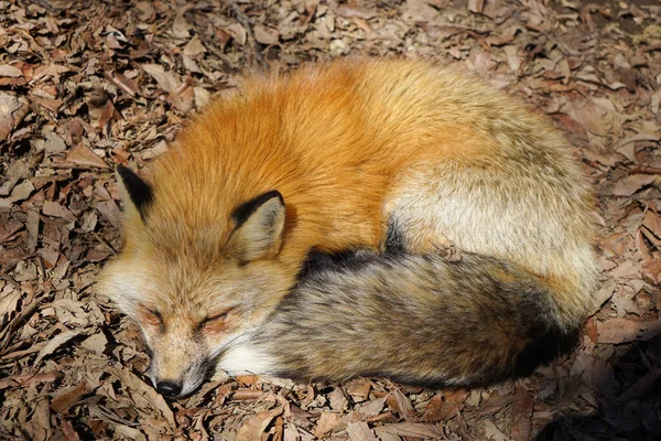 cute foxes at Fox Village, Japan