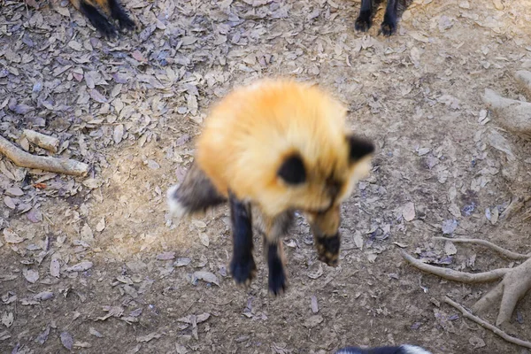 cute foxes at Fox Village, Japan