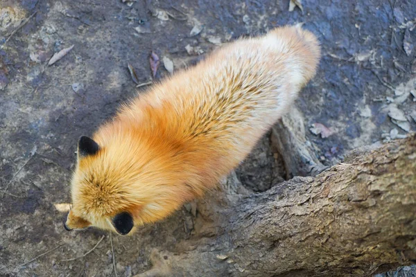 cute foxes at Fox Village, Japan