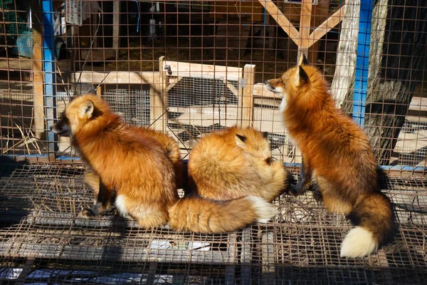 cute foxes at Fox Village, Japan