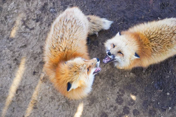 cute foxes at Fox Village, Japan