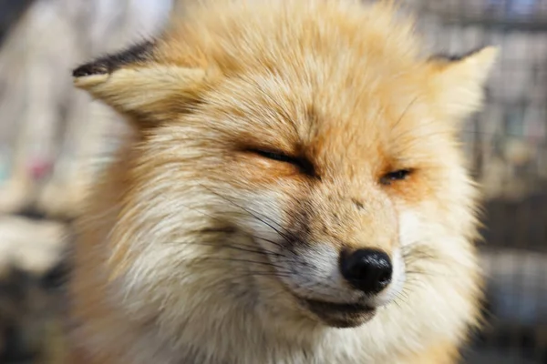 cute foxes at Fox Village, Japan