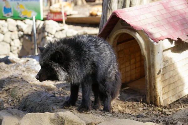 cute foxes at Fox Village, Japan