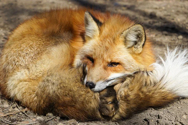 cute foxes at Fox Village, Japan