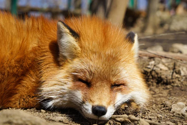 cute foxes at Fox Village, Japan