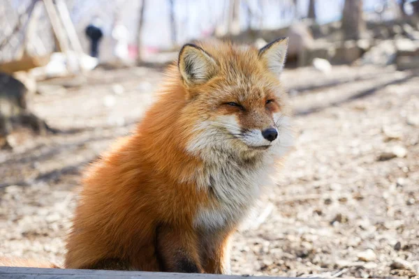 cute foxes at Fox Village, Japan