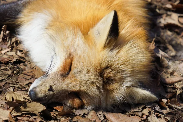 cute foxes at Fox Village, Japan