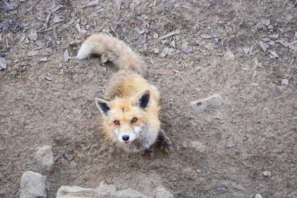 cute foxes at Fox Village, Japan