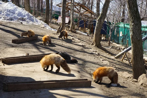 cute foxes at Fox Village, Japan