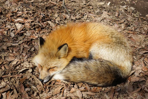 cute foxes at Fox Village, Japan