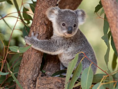 Koala joey closeup clipart