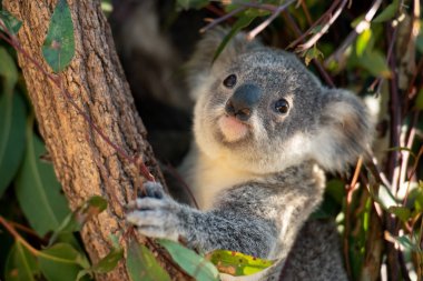 Koala joey closeup clipart