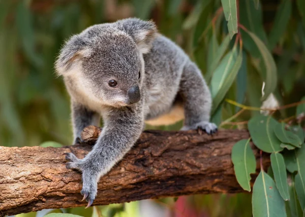 Koala joey bir ağaç dalı üzerinde yürüyor