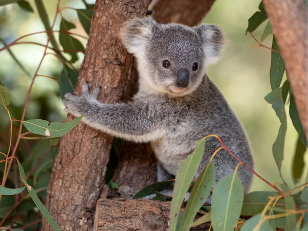 Koala joey closeup Royalty Free Stock Images