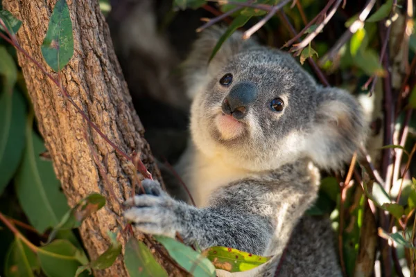 Koala joey closeup Stock Photo