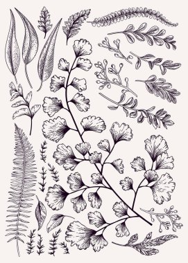 Yaprak küme. Vintage çiçek arka plan. Vektör tasarım öğeleri. İzole. Botanik illüstrasyon. Siyah ve beyaz.