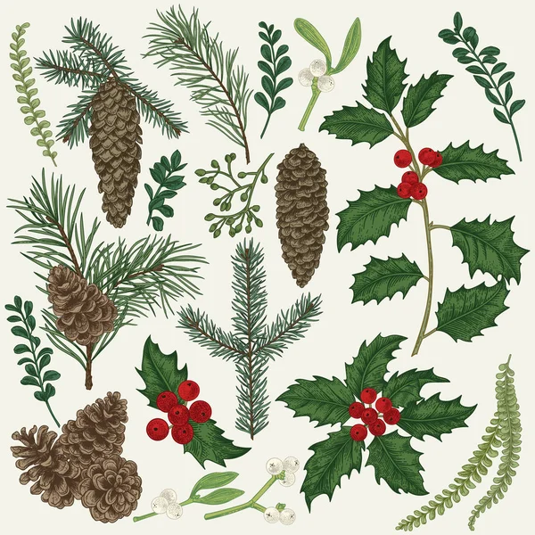 Векторный Набор Рождественскими Растениями Ботаническая Иллюстрация Ветвь Падуба Ель Сосна — стоковый вектор