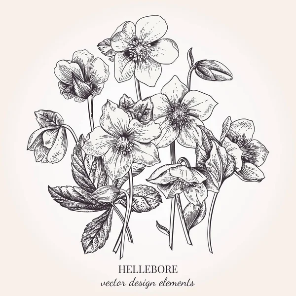 ヘレボルスの花のコレクション ベクターの花のデザイン要素 植物のイラスト ビンテージ スタイルです 黒と白 — ストックベクタ