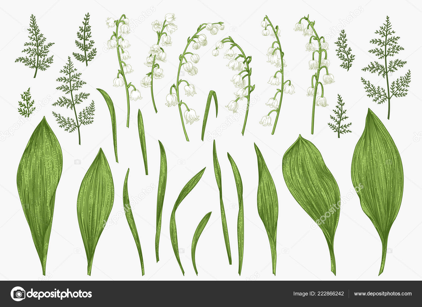 Lily Of The Valley Botanical Drawing Spring Set Lily Valley Flowers Herbs Botanical Illustration Stock Vector C Lisla 222866242