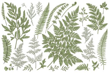 Yaprakları ile ayarlayın. Ferns. Vektör tasarım öğeleri. Botanik illüstrasyon.