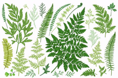 Yaprakları ile ayarlayın. Ferns. Vektör tasarım öğeleri. Botanik illüstrasyon.
