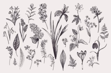 Set with spring and summer flowers and leaves. Botanical vector illustration. Vintage style. Black and white. clipart