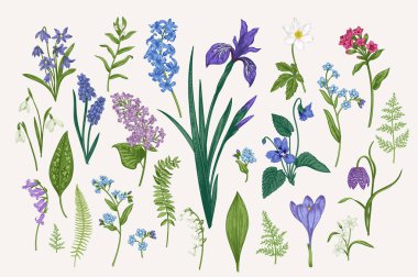 Set with spring and summer flowers and leaves. Botanical vector illustration. Vintage style. clipart