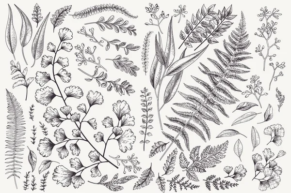 Gesetzt Mit Blättern Botanische Illustration Farn Eukalyptus Buchsbaum Vintage Floralen — Stockvektor