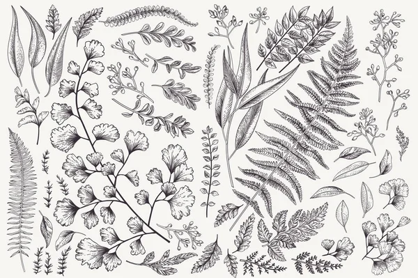 Set Met Bladeren Botanische Illustratie Fern Eucalyptus Buxus Vintage Florale — Stockvector