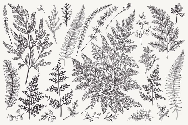 Yaprakları Ile Ayarlayın Ferns Vektör Tasarım Öğeleri Siyah Beyaz Botanik — Stok Vektör