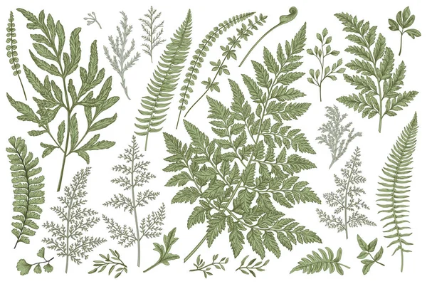 Set Met Bladeren Varens Vector Designelementen Botanische Illustratie — Stockvector