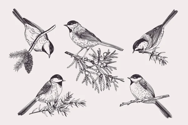 Set Birds Chickadee Coniferous Branches Vector Illustration Black White — Stock Vector