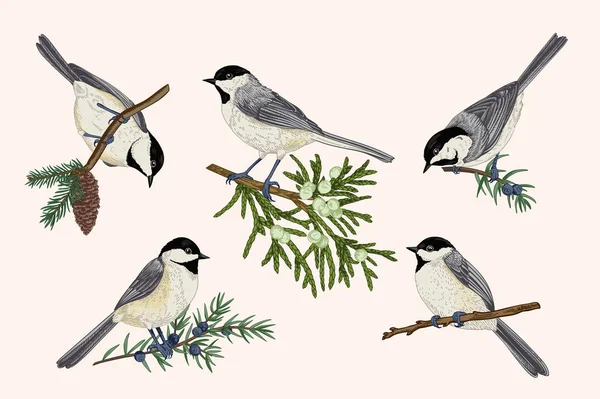 Kuşlar Iğne Yapraklı Dallar Kümesi Resimde Baştankara Ile Renkli — Stok Vektör