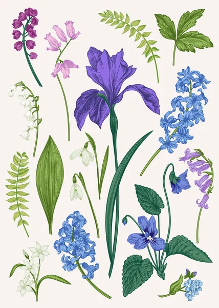 Mavi Ilkbahar Yaz Çiçek Ile Ayarlayın Botanik Vektör Çizim Vintage — Stok Vektör