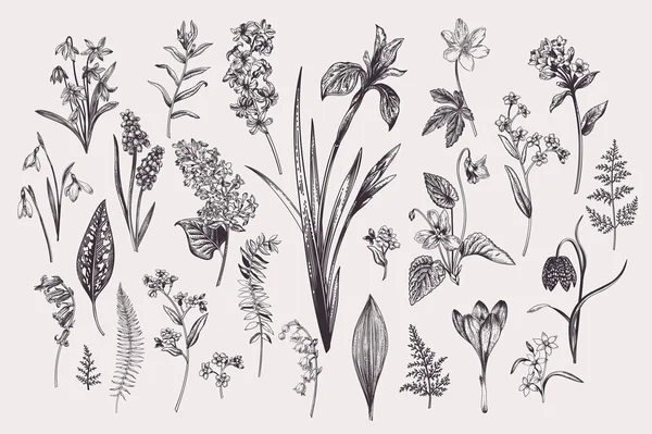 Комплект Весенними Летними Цветами Листьями Ботаническая Векторная Иллюстрация Винтажный Стиль — стоковый вектор