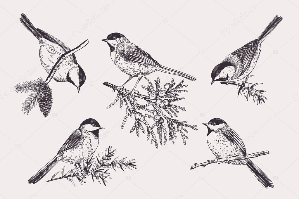 Set of birds. Chickadee on coniferous branches. Vector illustration. Black and white.