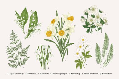 Set with spring flowers. Vector botanical illustration. clipart