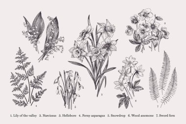 Set with early spring flowers. Vector botanical illustration. Black and white. clipart
