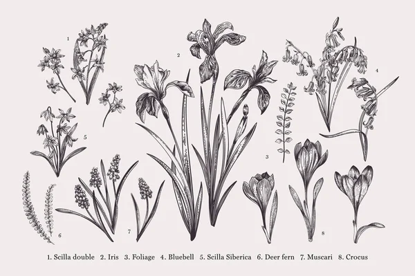 春の花をセットします 植物図 黒と白 — ストックベクタ